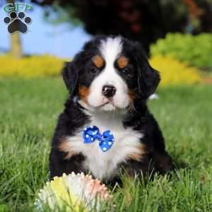 Zeke, Bernese Mountain Dog Puppy